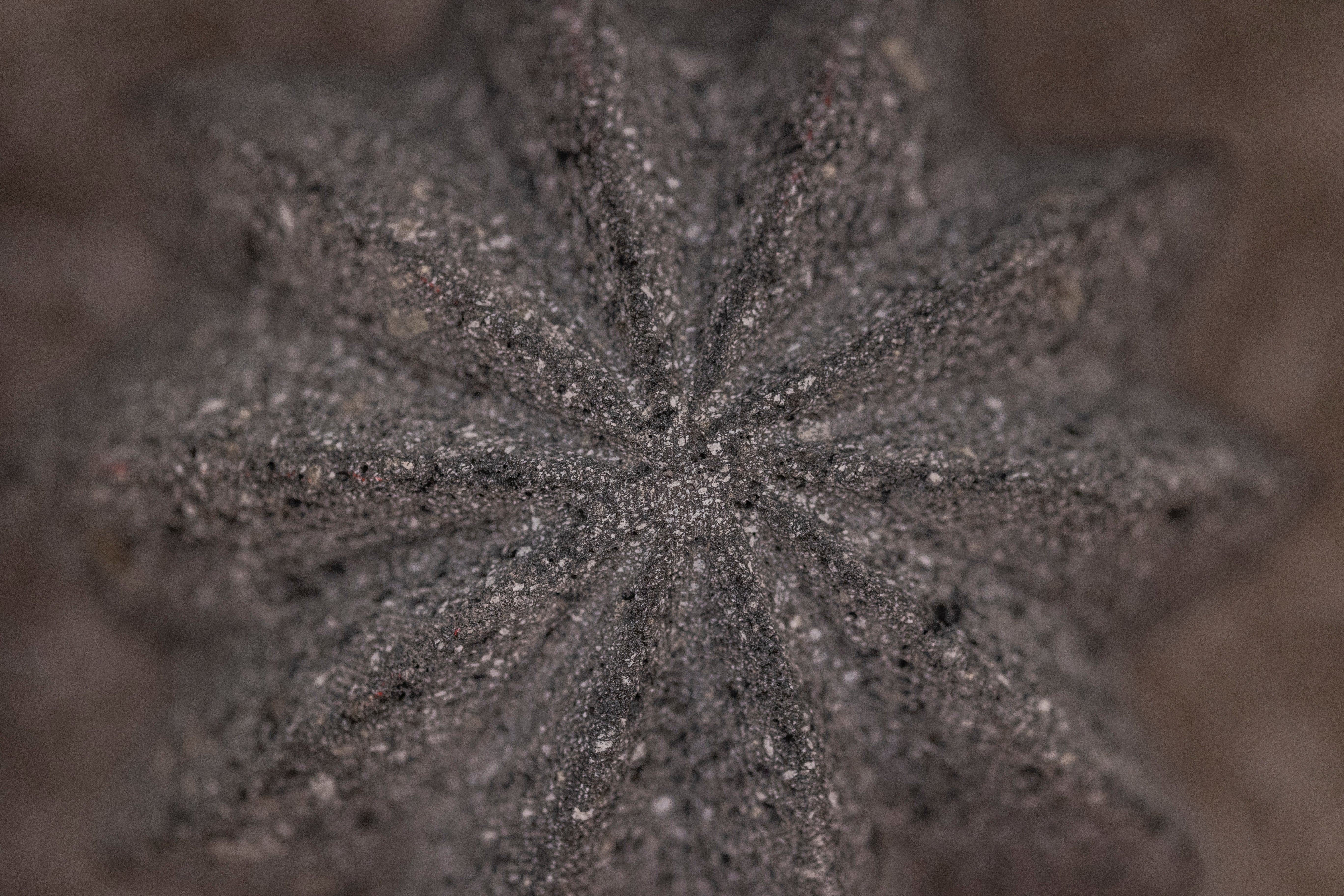 Lava Cactus Set - Modern Mexico