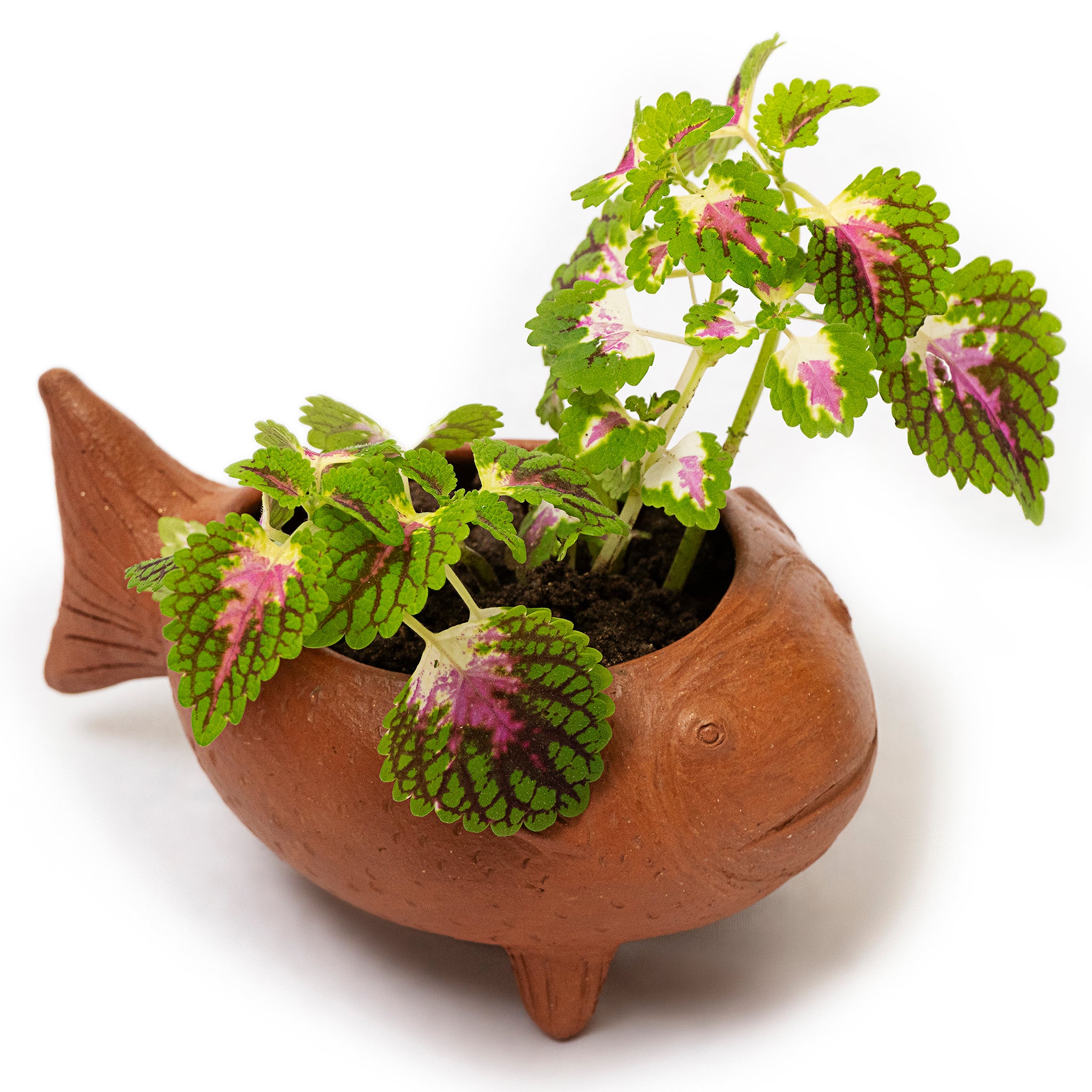 Los Peces Planters - Modern Mexico